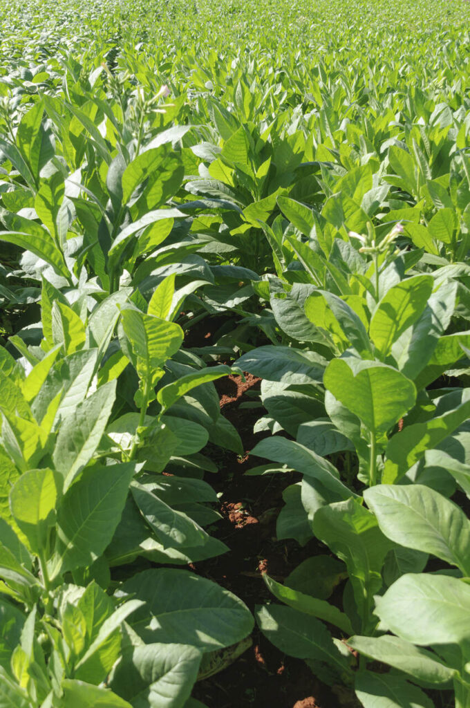 iStock-178436413_Easy-Resize.com