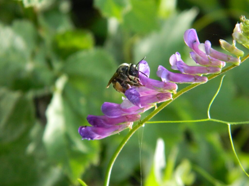 a bee collecting nectar